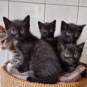 Fünf junge Katzen sitzen eng zusammen in einem geflochtenen Korb und schauen neugierig in die Kamera.