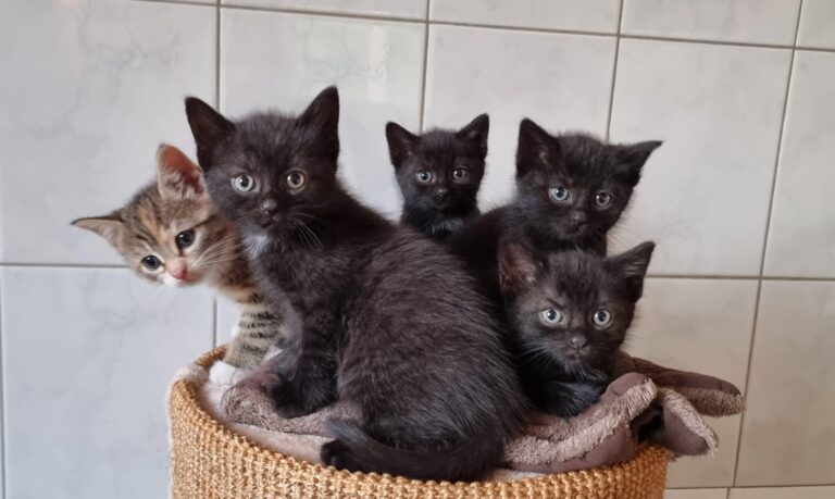 Fünf junge Katzen sitzen eng zusammen in einem geflochtenen Korb und schauen neugierig in die Kamera.