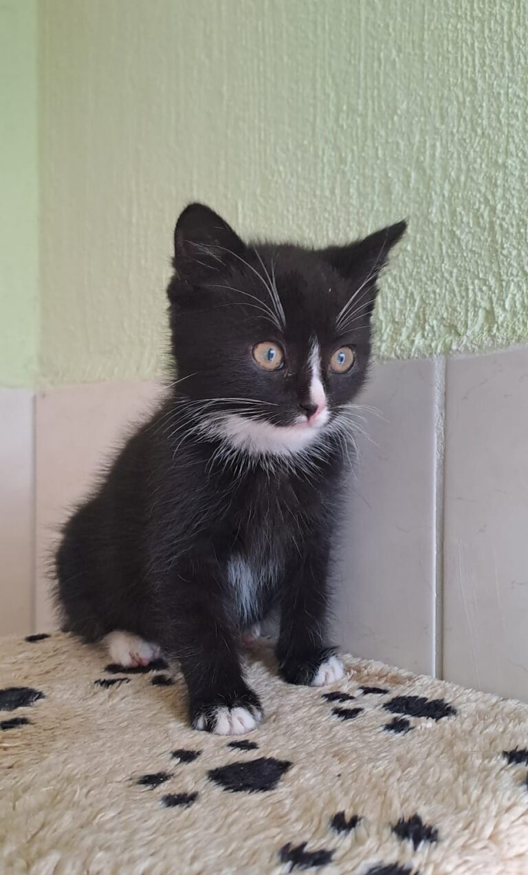 Schwarzes Katzenbaby mit weißer Brust sitzt auf einer weichen Unterlage und blickt aufmerksam zur Seite.