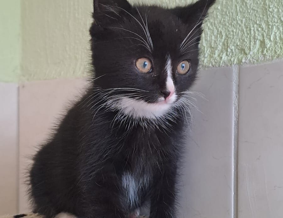 Schwarzes Katzenbaby mit weißer Brust sitzt auf einer weichen Unterlage und blickt aufmerksam zur Seite.