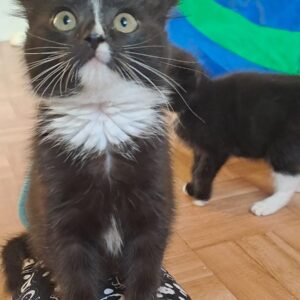 Schwarzes Katzenbaby mit weißer Brust sitzt auf dem Schoß einer Person und blickt mit großen Augen nach oben; im Hintergrund läuft ein weiteres Katzenbaby.