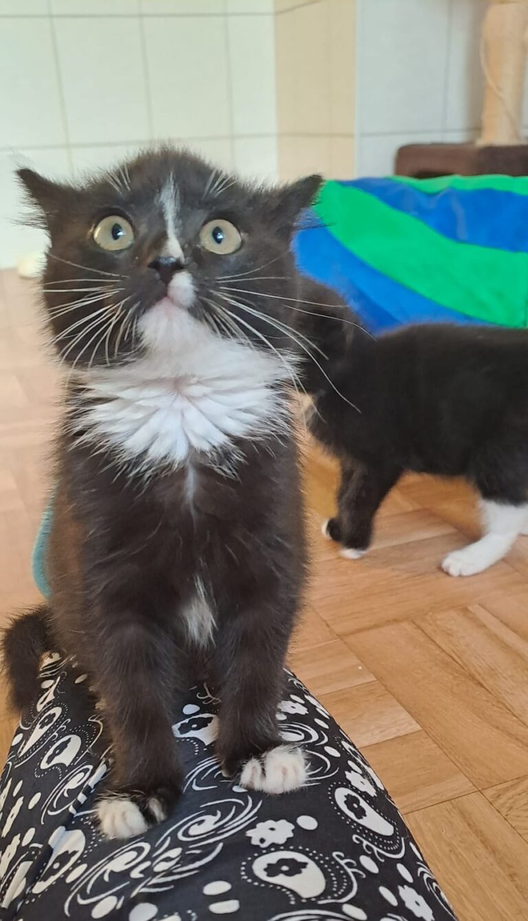 Schwarzes Katzenbaby mit weißer Brust sitzt auf dem Schoß einer Person und blickt mit großen Augen nach oben; im Hintergrund läuft ein weiteres Katzenbaby.