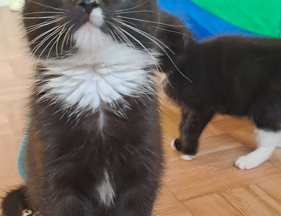 Schwarzes Katzenbaby mit weißer Brust sitzt auf dem Schoß einer Person und blickt mit großen Augen nach oben; im Hintergrund läuft ein weiteres Katzenbaby.