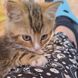 Getigertes Katzenbaby liegt auf dem Schoß einer Person und blickt aufmerksam nach vorne.