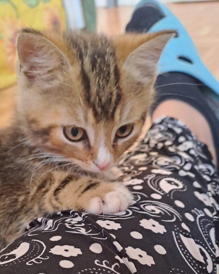 Getigertes Katzenbaby liegt auf dem Schoß einer Person und blickt aufmerksam nach vorne.