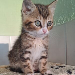Junges, getigertes Katzenbaby sitzt auf einer weichen Decke und blickt aufmerksam zur Seite.