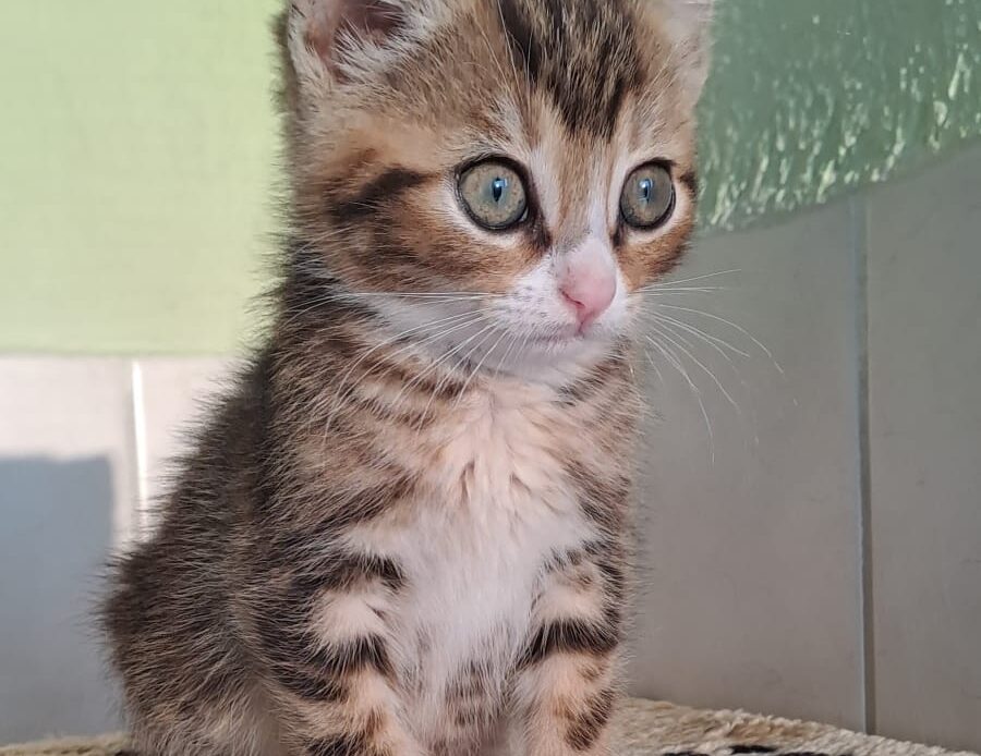 Junges, getigertes Katzenbaby sitzt auf einer weichen Decke und blickt aufmerksam zur Seite.