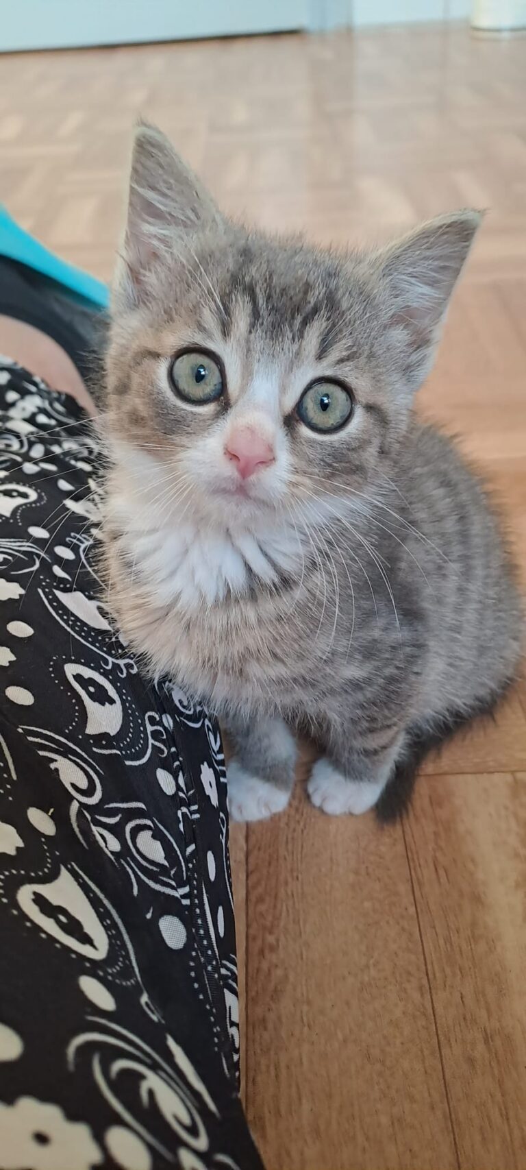 Graues, getigertes Katzenbaby mit großen Augen sitzt auf einem Holzboden und schaut neugierig nach oben.