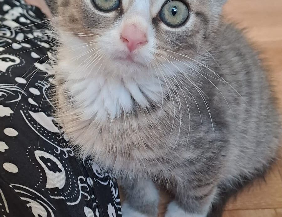 Graues, getigertes Katzenbaby mit großen Augen sitzt auf einem Holzboden und schaut neugierig nach oben.