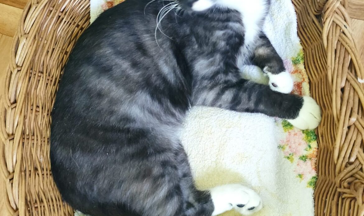 Schwarz-weiße Katze liegt eingerollt in einem Weidenkorb auf einem Handtuch und schaut zur Seite.