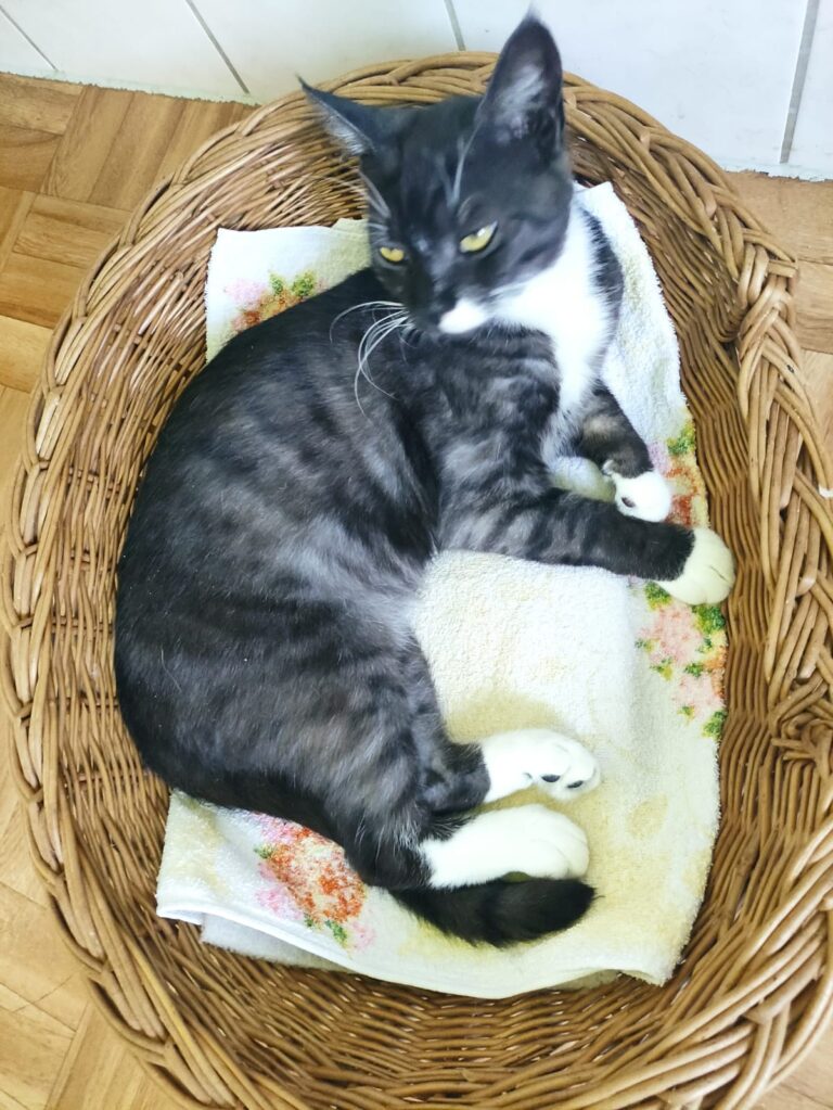 Schwarz-weiße Katze liegt eingerollt in einem Weidenkorb auf einem Handtuch und schaut zur Seite.