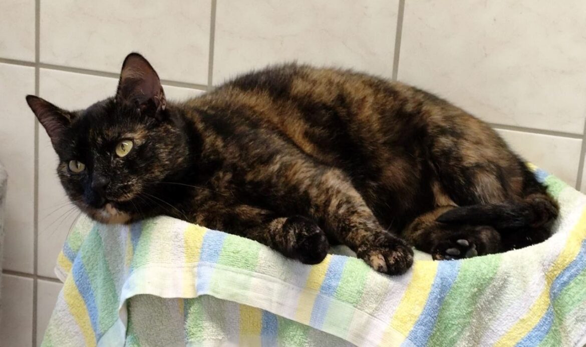 Schildpattkatze liegt entspannt auf einem gefalteten Handtuch vor einer gefliesten Wand.