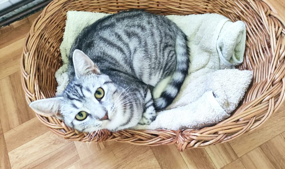 Silbergraue, getigerte Katze liegt eingerollt in einem Weidenkorb auf einem Handtuch und schaut nach oben.