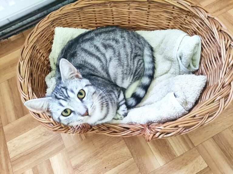 Silbergraue, getigerte Katze liegt eingerollt in einem Weidenkorb auf einem Handtuch und schaut nach oben.