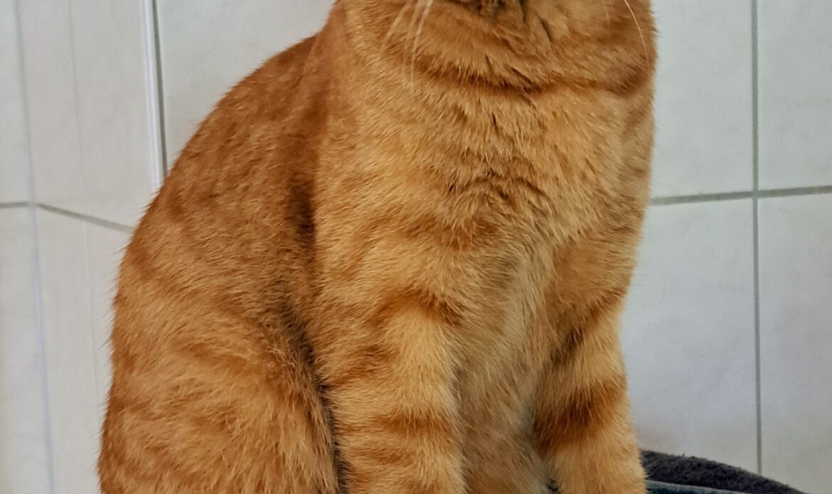 Orangefarbener Kater sitzt auf einer Decke und blickt ruhig in die Kamera.