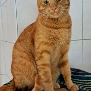 Orangefarbener Kater sitzt auf einer Decke und blickt ruhig in die Kamera.