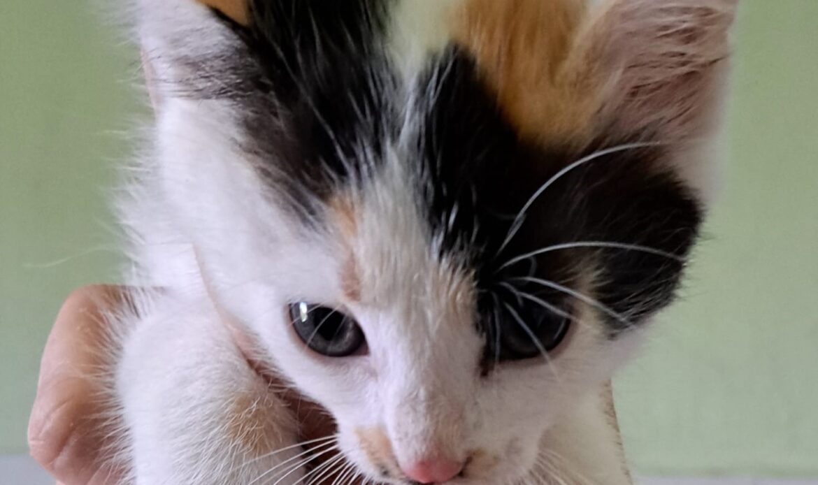 Junges dreifarbiges Kätzchen wird behutsam in einer Hand gehalten.