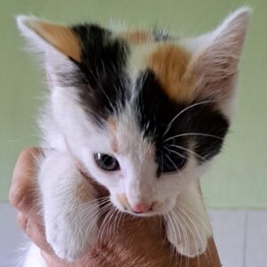 Junges dreifarbiges Kätzchen wird behutsam in einer Hand gehalten.