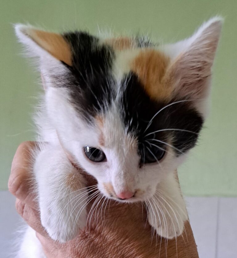 Junges dreifarbiges Kätzchen wird behutsam in einer Hand gehalten.