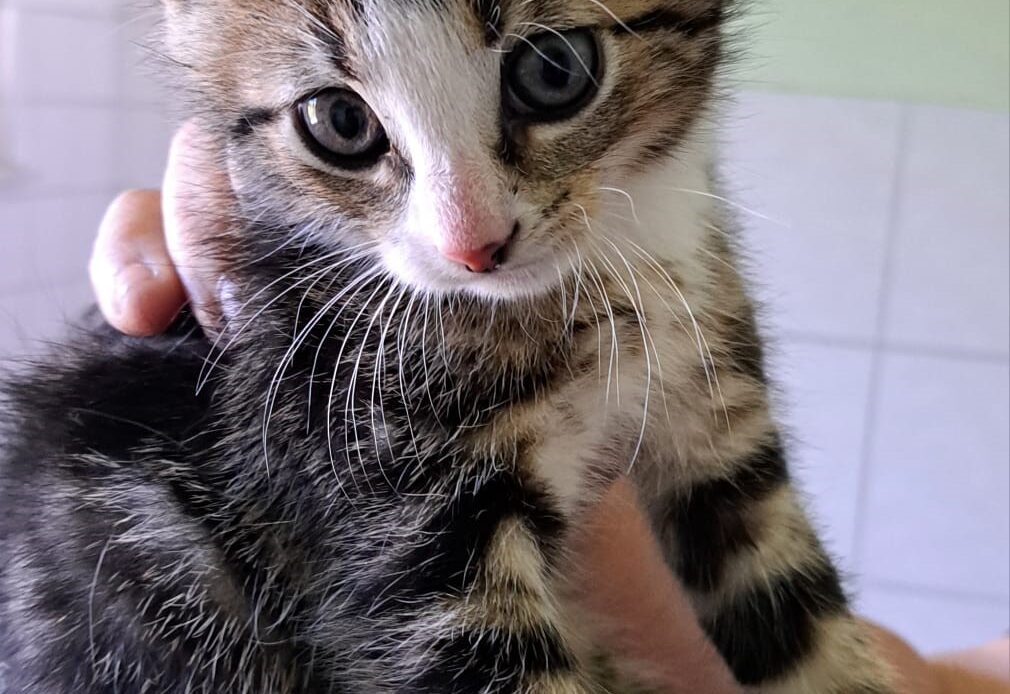 Kleines getigertes Kätzchen mit weißer Schnauze wird vorsichtig in einer Hand gehalten.
