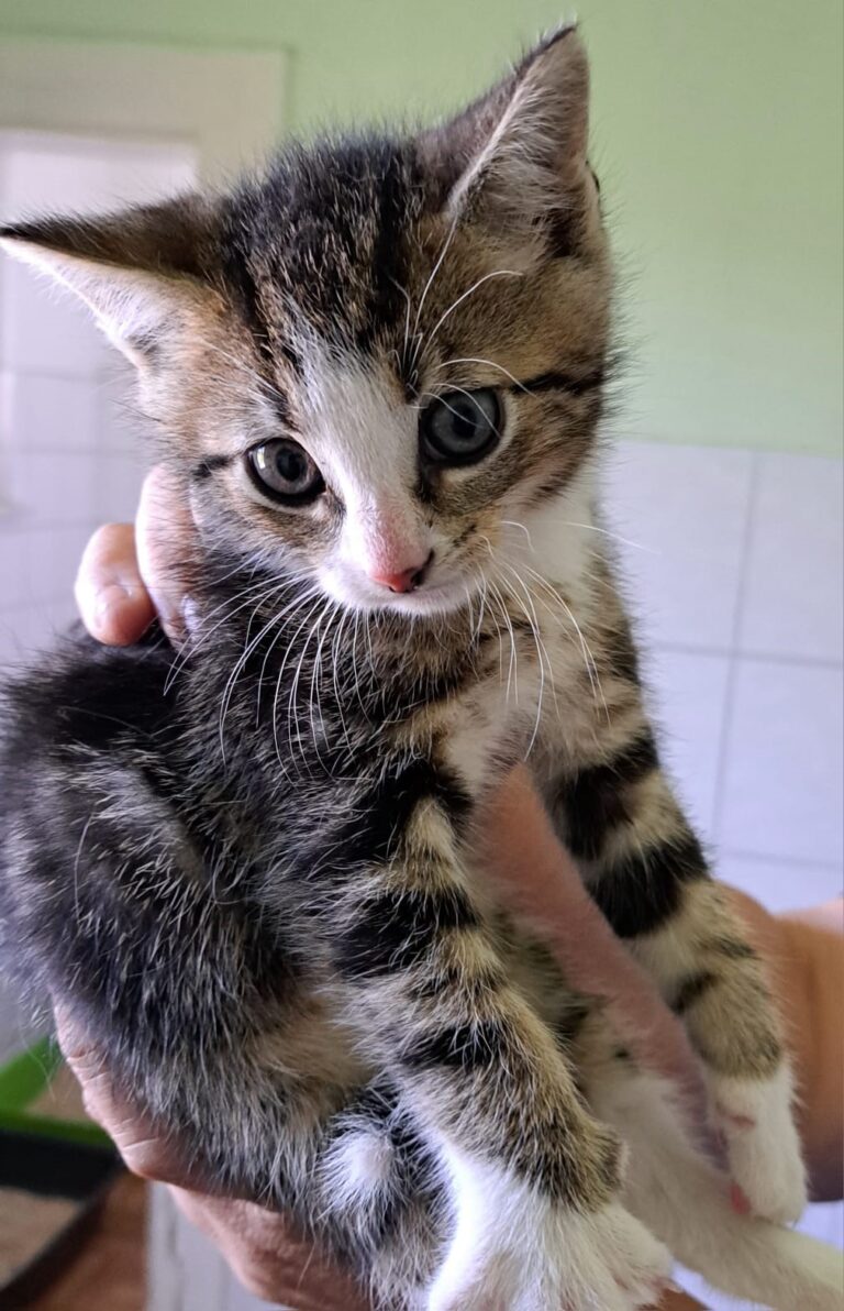 Kleines getigertes Kätzchen mit weißer Schnauze wird vorsichtig in einer Hand gehalten.
