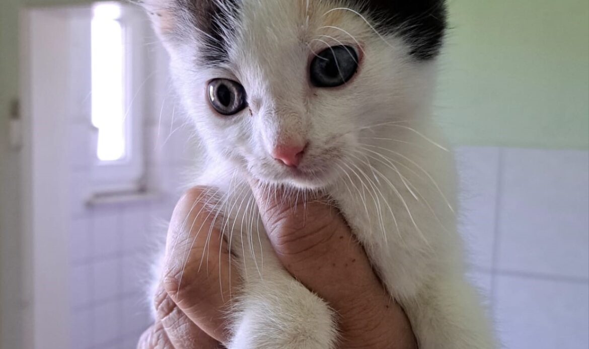 Weißes Kätzchen mit schwarzen und orangefarbenen Flecken wird vorsichtig in einer Hand gehalten.