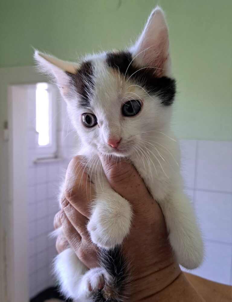 Weißes Kätzchen mit schwarzen und orangefarbenen Flecken wird vorsichtig in einer Hand gehalten.
