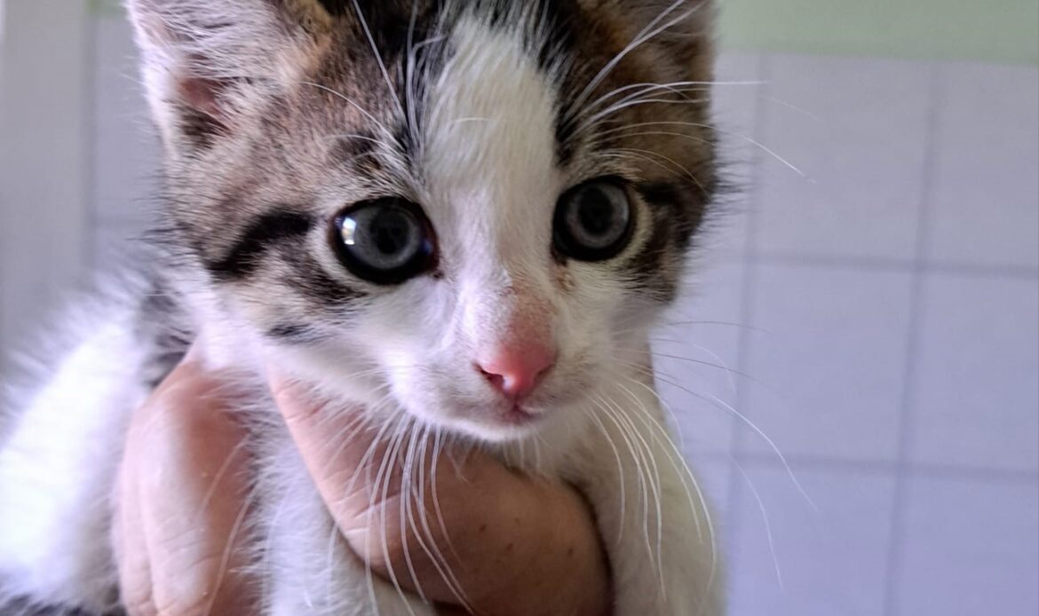 Ein kleines Kätzchen mit großen Augen wird vorsichtig in einer Hand gehalten.