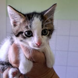 Ein kleines Kätzchen mit großen Augen wird vorsichtig in einer Hand gehalten.