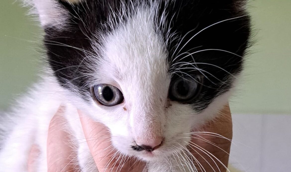 Ein junges schwarz-weißes Kätzchen wird vorsichtig in einer Hand gehalten und blickt in die Kamera.