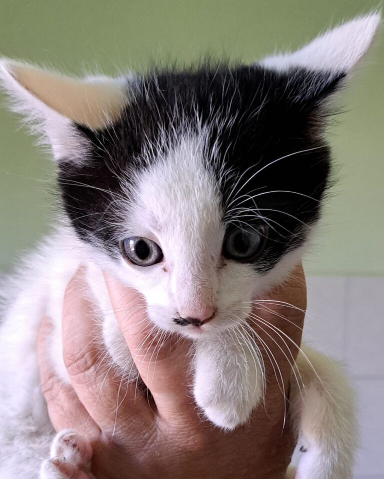 Ein junges schwarz-weißes Kätzchen wird vorsichtig in einer Hand gehalten und blickt in die Kamera.