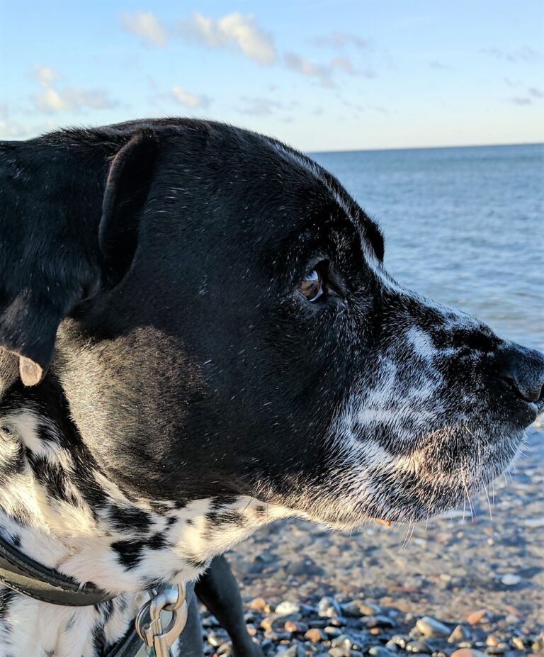 Schwarzer Hund mit weißer Schnauze blickt am steinigen Strand auf das Meer.