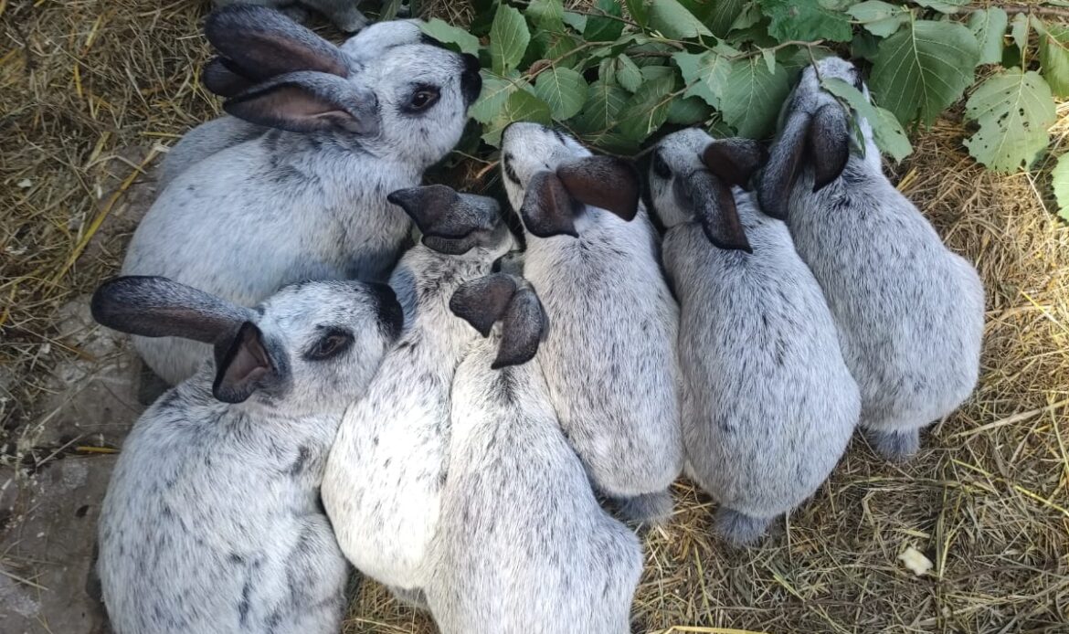 Mehrere graue Kaninchen sitzen dicht beieinander und fressen grüne Zweige auf Stroh.