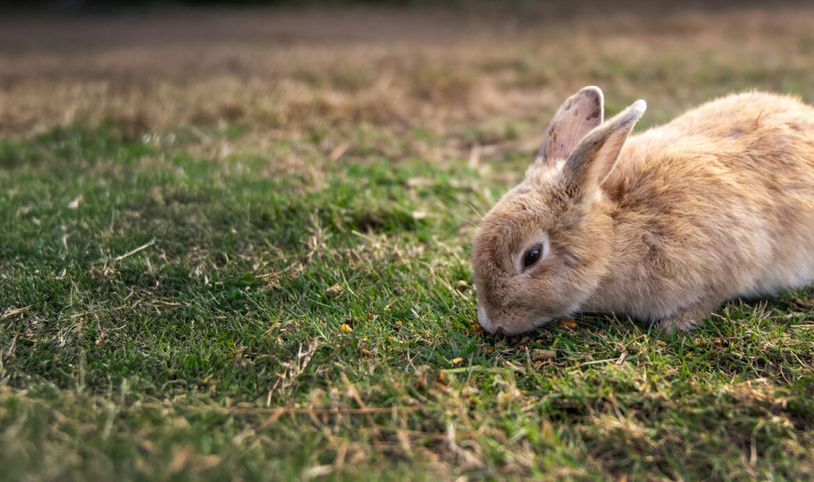Ein hellbraunes Kaninchen frisst Gras auf einer Wiese.