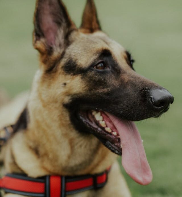 Ein Hund liegt auf einer Wiese und schaut nach rechts, mit heraushängender Zunge.