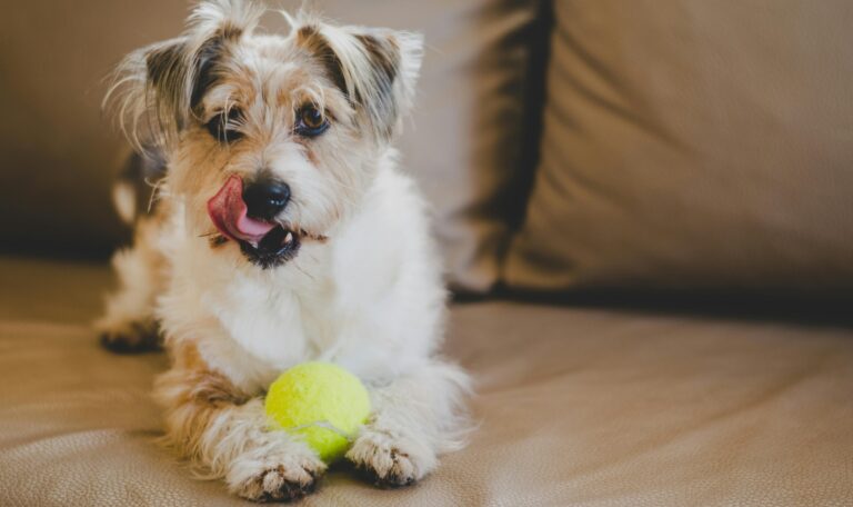 Ein kleiner, weiß-brauner Hund liegt auf einem Sofa und hält einen gelben Tennisball zwischen den Pfoten.