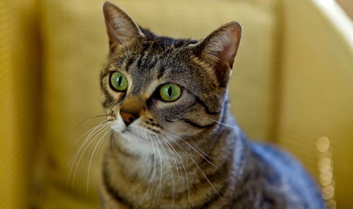 Getigerte Katze mit grünen Augen sitzt auf einem gelben Sessel und blickt zur Seite.