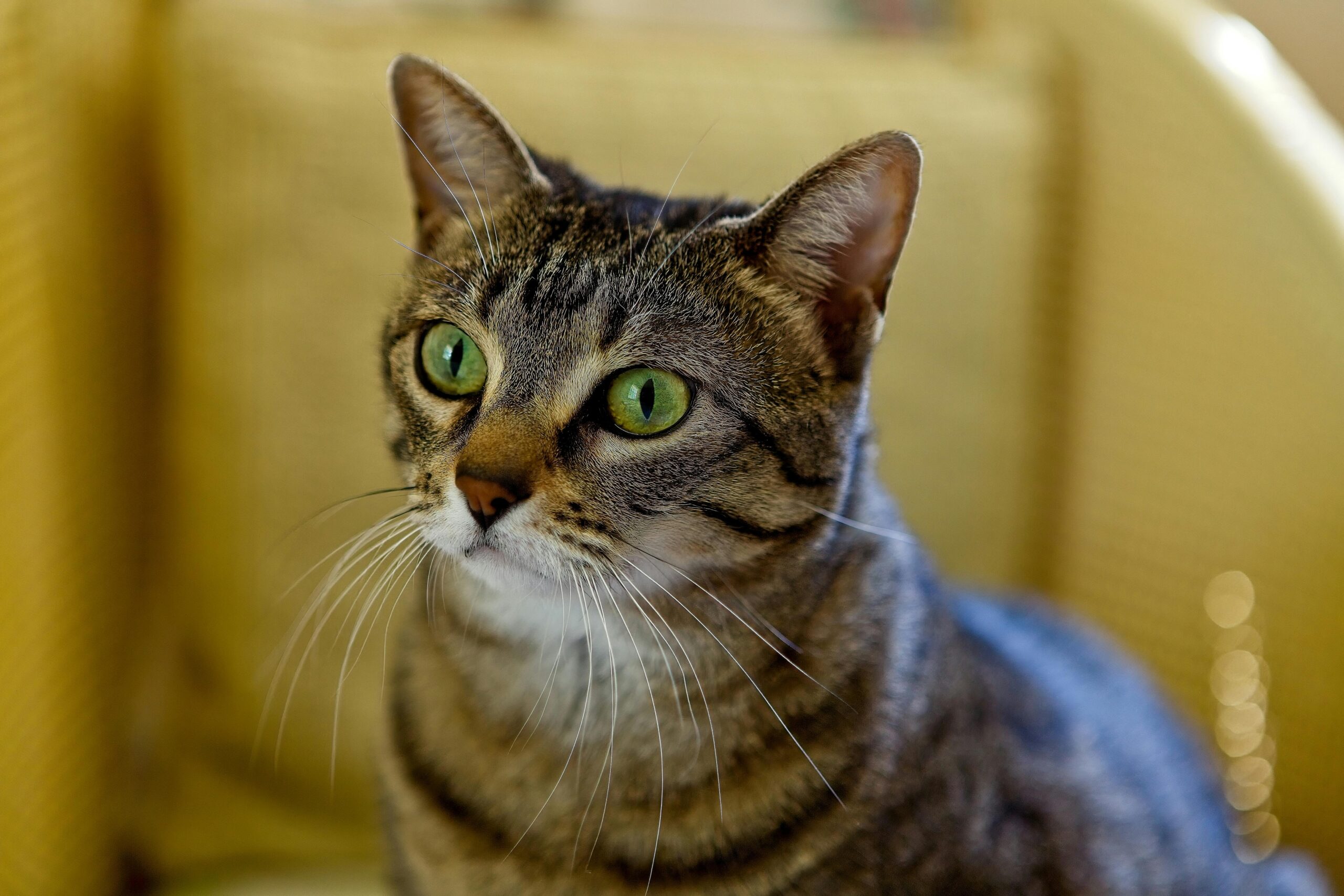 Getigerte Katze mit grünen Augen sitzt auf einem gelben Sessel und blickt zur Seite.