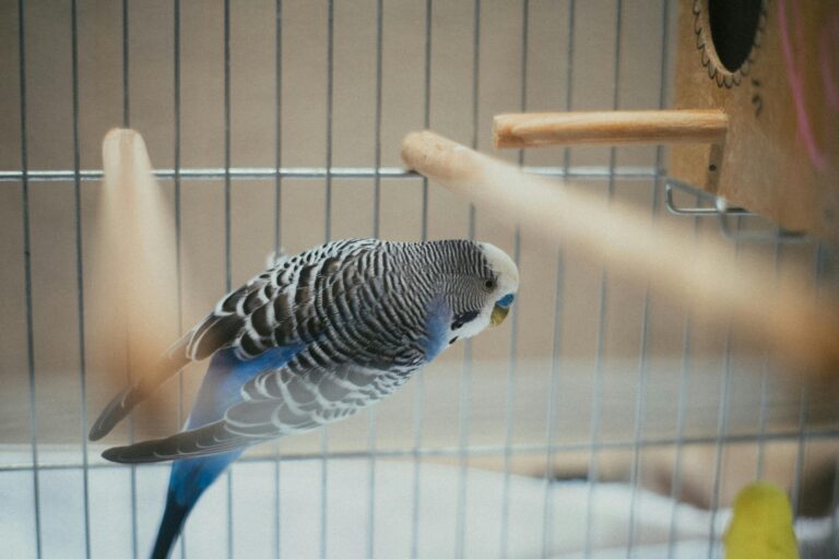 Ein Wellensittich sitzt in einem Käfig auf einer Stange.