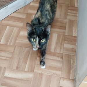 Schildpattkatze mit gelben Augen läuft über einen Holzboden und blickt direkt nach oben in die Kamera.