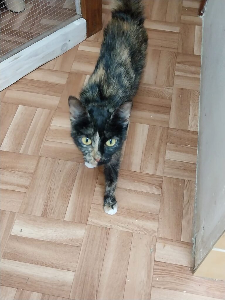 Schildpattkatze mit gelben Augen läuft über einen Holzboden und blickt direkt nach oben in die Kamera.