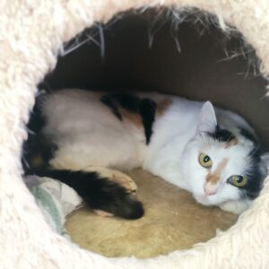 Dreifarbige Katze liegt zusammengerollt in einer weichen Katzenhöhle und blickt mit gelben Augen zur Kamera.