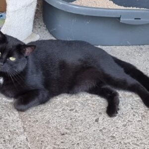 Schwarze Katze mit grünen Augen liegt entspannt auf einem Betonboden neben einer Katzentoilette und einem Kratzbaum.