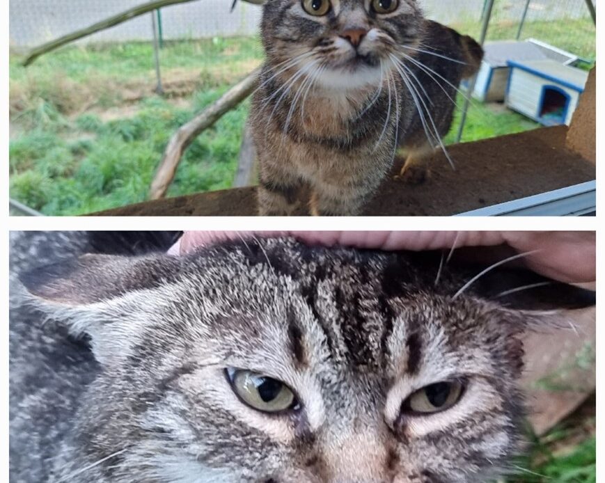 Getigerte Katze mit großen, wachsamen Augen steht im Außengehege; darunter eine Nahaufnahme ihres Gesichts, während sie sanft am Kopf gestreichelt wird.