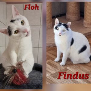 K031/26 Floh    K032/26 Findus