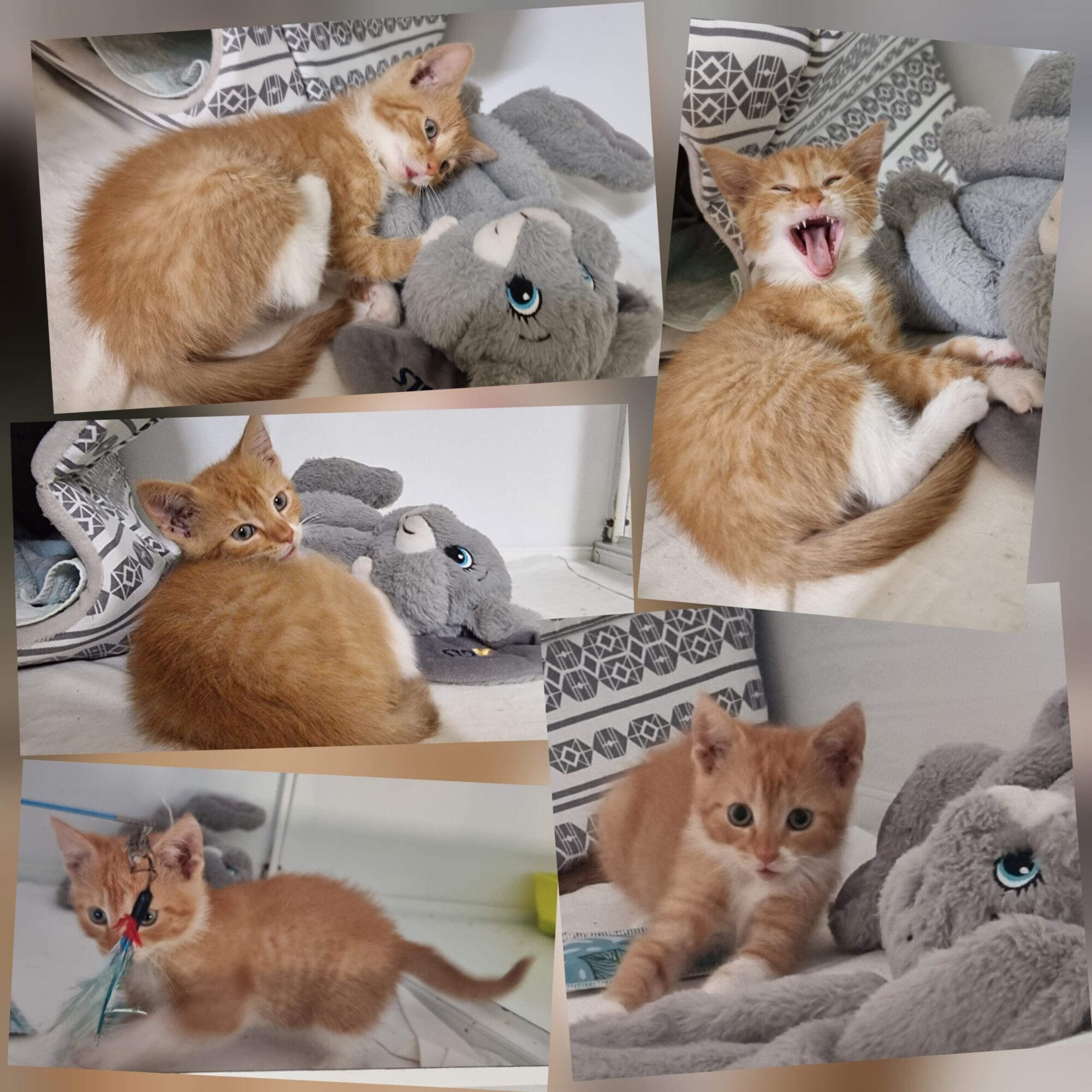 Antonia Mix 