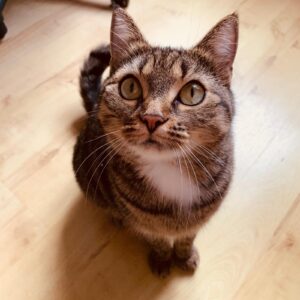 Minka - Vermittlungshilfe
